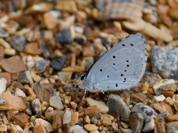 <h3><a href="/trips/braakman/biota/animalia/arthropoda/insecta/022 lepidoptera/015 lycaenidae polyommatinae/celastrina argiolus/celastrina argiolus-nl.html">Celastrina&nbsp;argiolus</a> / Holly&nbsp;blue / Boomblauwtje</h3>OM-1 Mark II met OLYMPUS M.150-400mm F4.5, 1/2000 sec  bij F4.5, ISO 320, afstand 2.29&nbsp;m